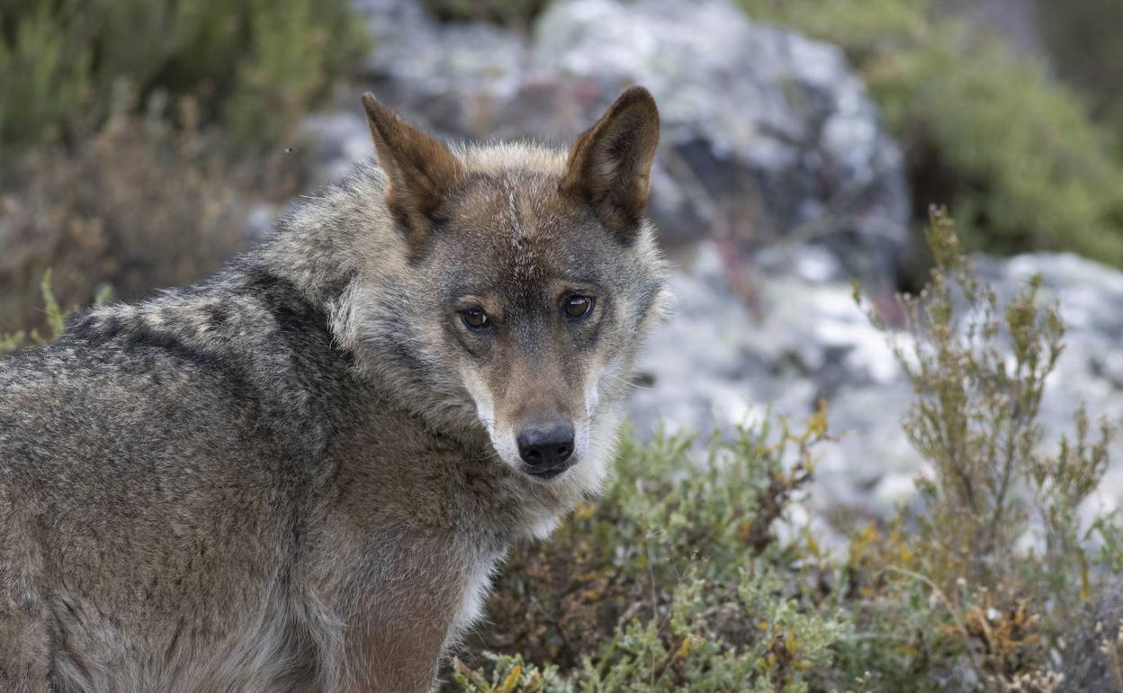 El Gobierno de Cantabria autoriza que se maten lobos en tres zonas de la región