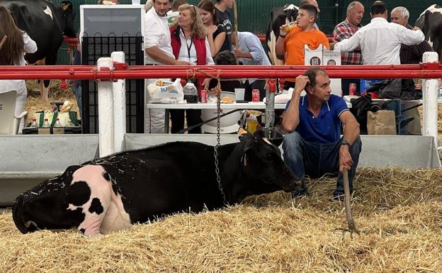 Imagen principal - Llera Byway Lerela, gran campeona en el regional de frisonas de AFCA