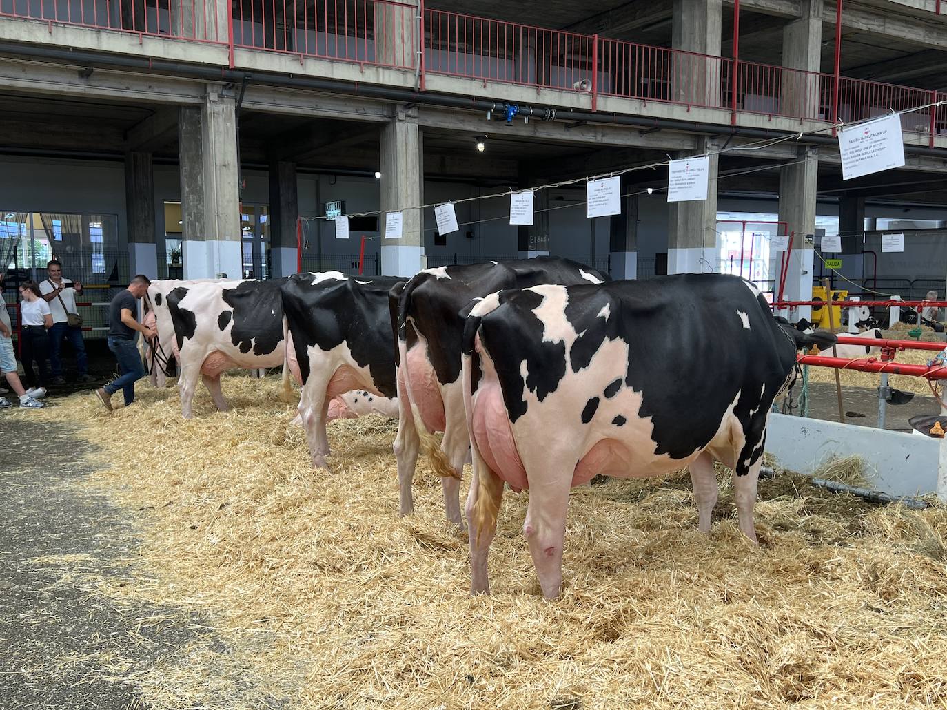 Fotos: Imágenes del Regional de vacas frisonas