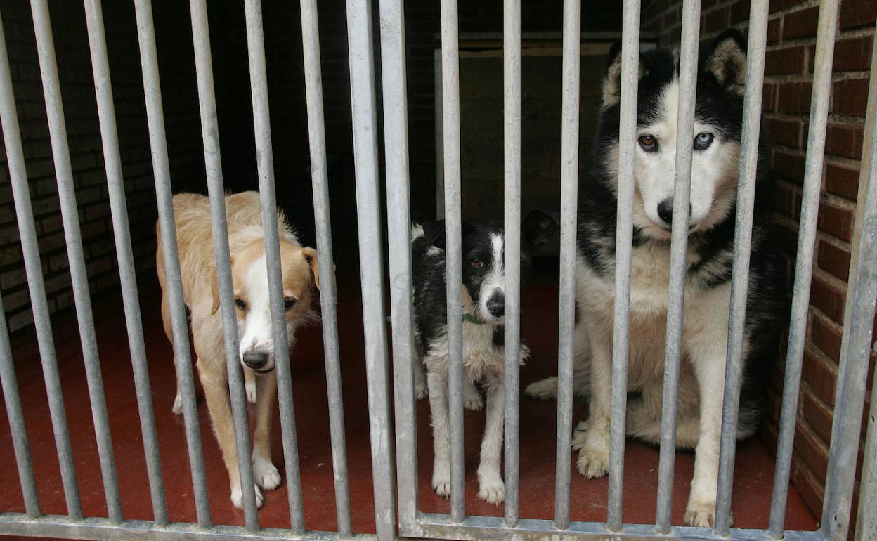 Perros en un centro de animales abandonados.