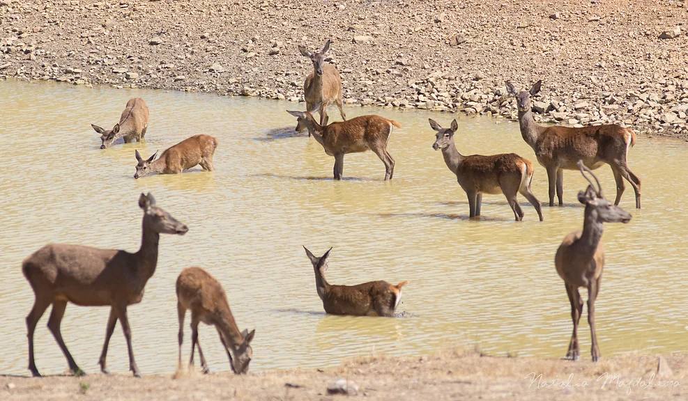 Un grupo de hembras y un 'vareto' disfrutan de un chapuzón.