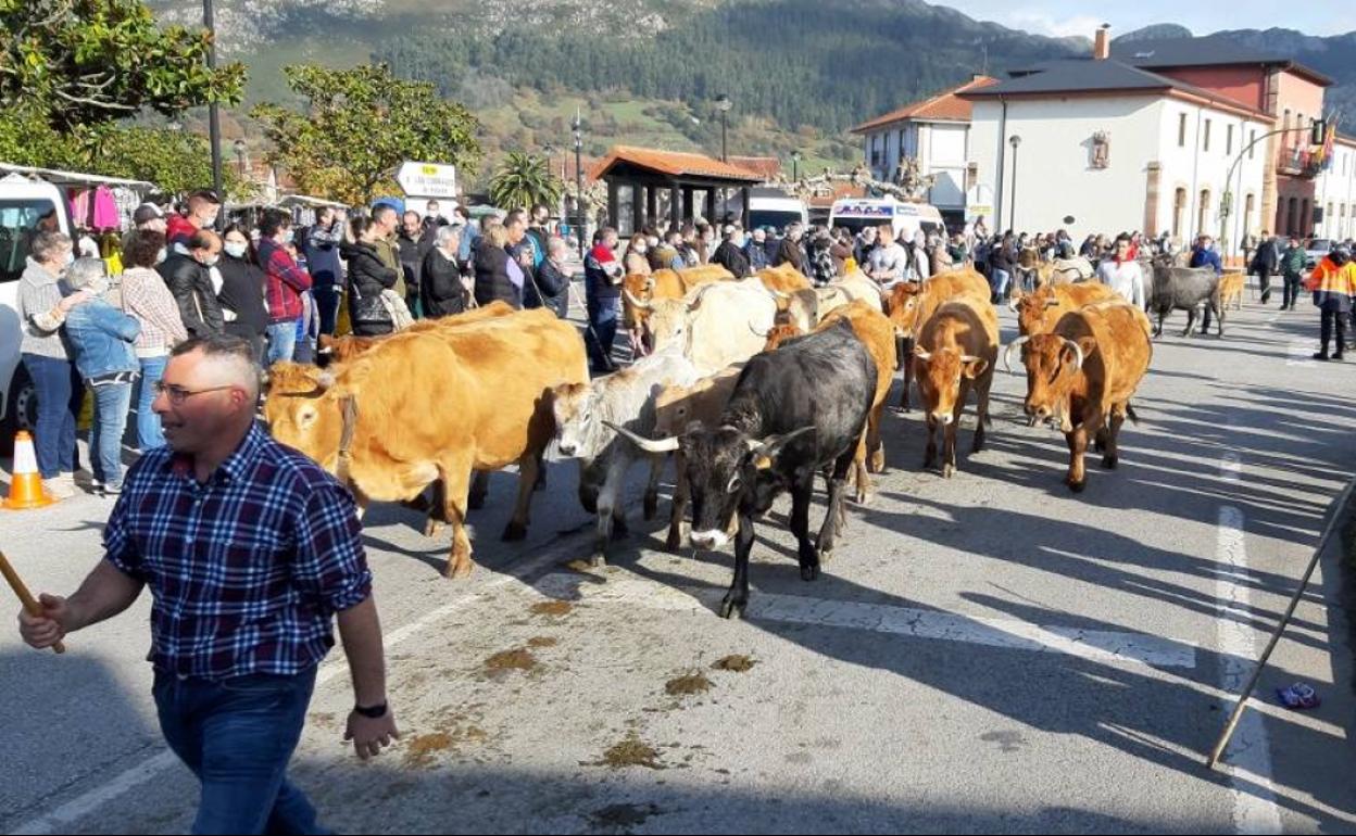 San Felices busca organizador para su Feria de Ganado.