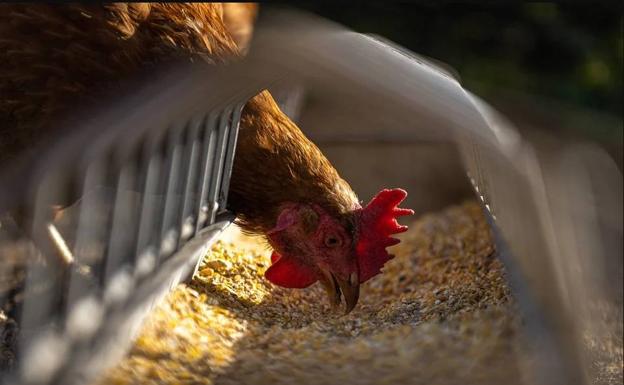 Sacrificadas más de medio millón de gallinas por gripe aviar