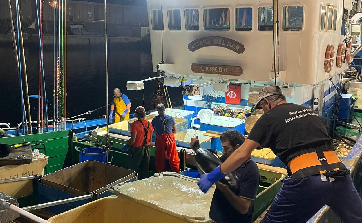 La lonja de Laredo alcanza por primera vez el millón de kilos de bonito subastados