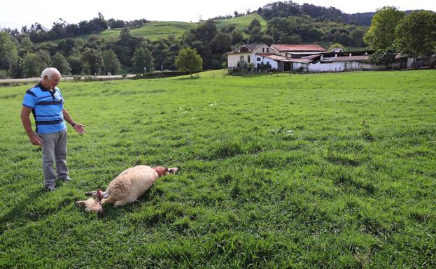 Miguel Izaguirre contempla los restos de la oveja. 