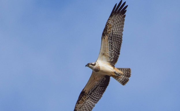 El joven macho, Mouro, en pleno vuelo 