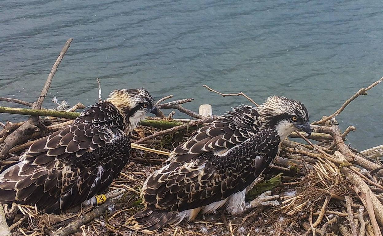 Los dos polluelos poco antes de que abandonaran su nido en la marisma del Conde 