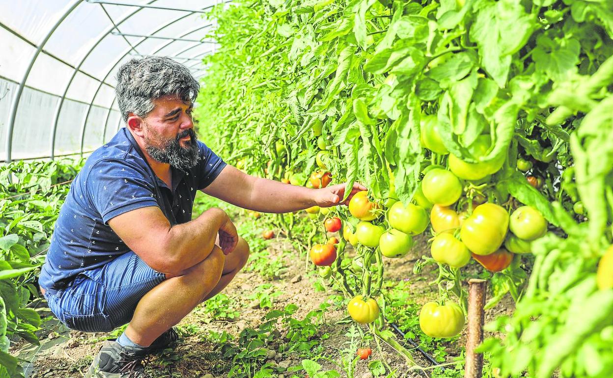 Sergio Martín, contempla el estado de maduración de los tomates en su invernadero de El Pedregoso, en Mieses. 