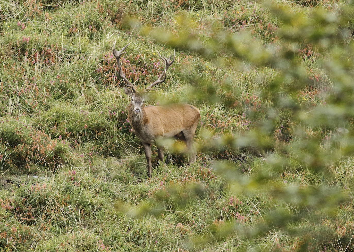 Fotos: Los montes cántabros ya resuenan con los bramidos de muchos venados