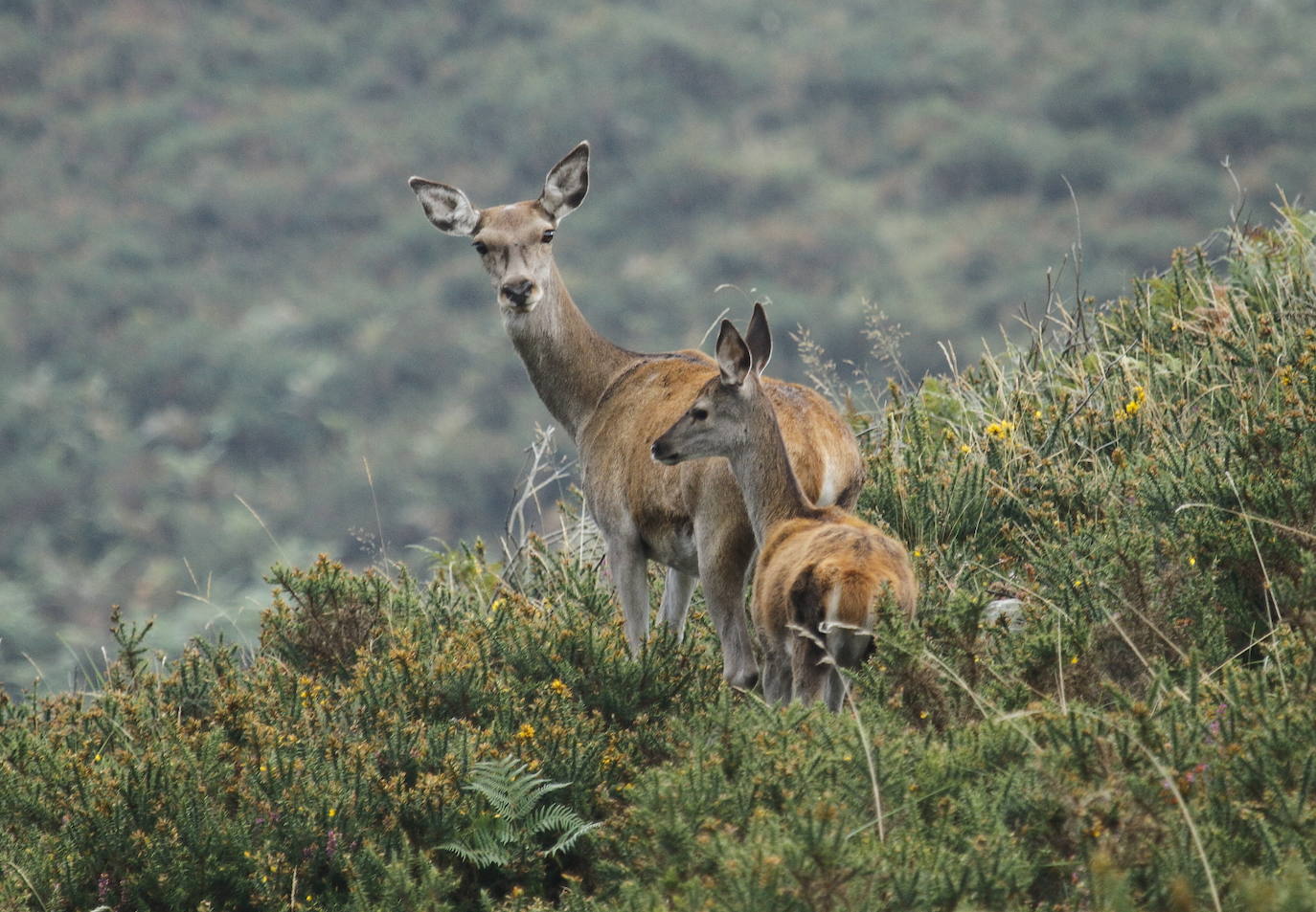 Fotos: Los montes cántabros ya resuenan con los bramidos de muchos venados