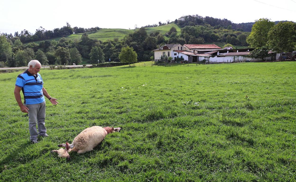 Ataque de lobo en el Turujal, en Cabezón de la Sal. 