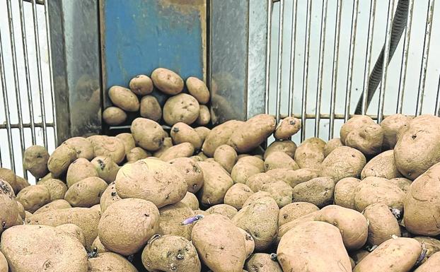 Las patatas pueden ser de cinco variedades distintas. 