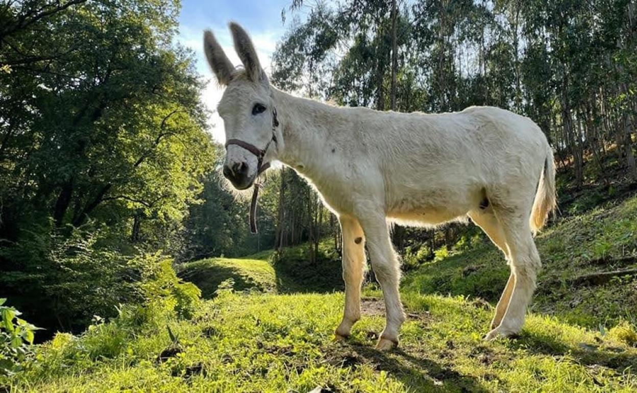 El burro Pepe, en una preciosa estampa en su finca de Rasines, antes de la pequeña escapada de 24 horas por los alrededores 