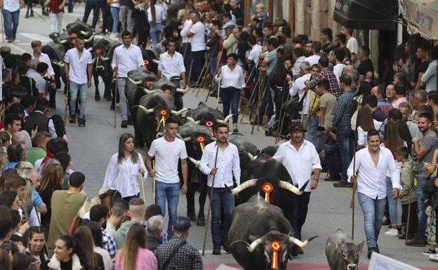 Imagen principal - Las tudancas se exhiben en Cabezón