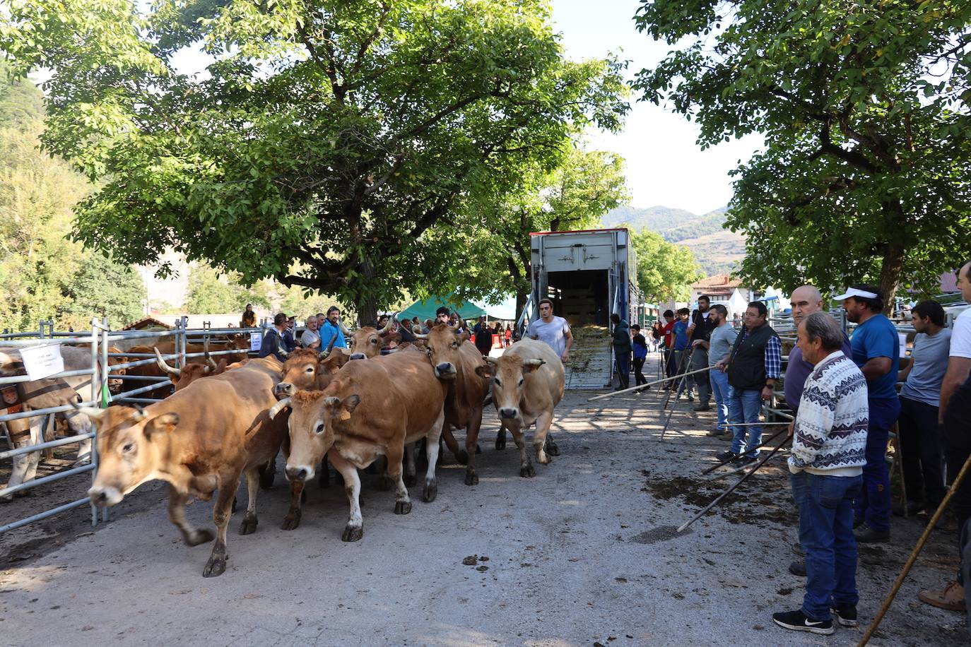 Fotos: Imágenes de la feria de Camaleño