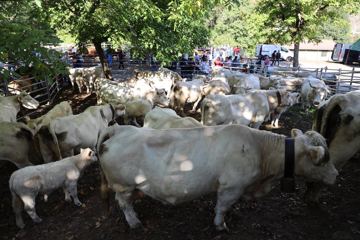 Fotos: Imágenes de la feria de Camaleño