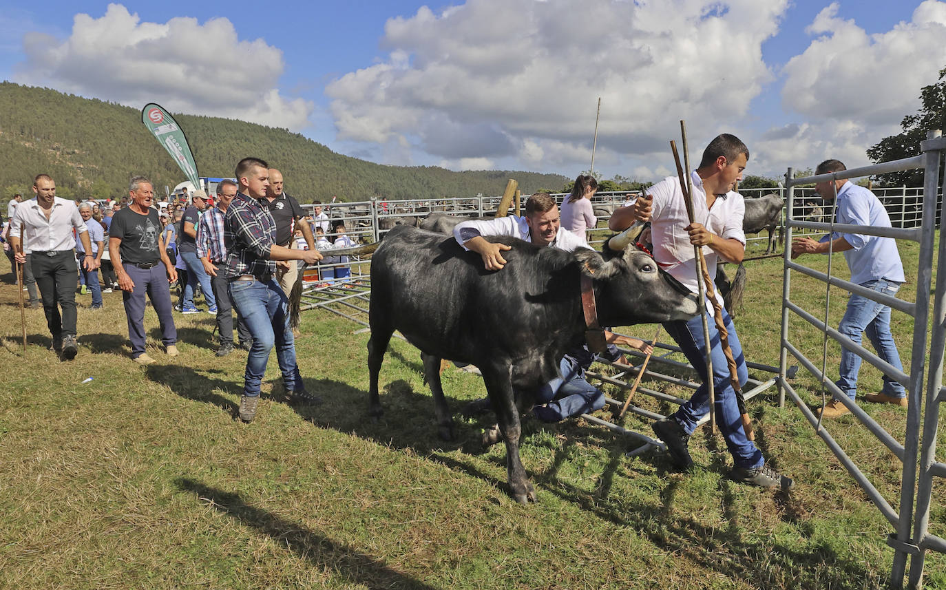 Fotos: Las tudancas se lucen en Cabezón de la Sal