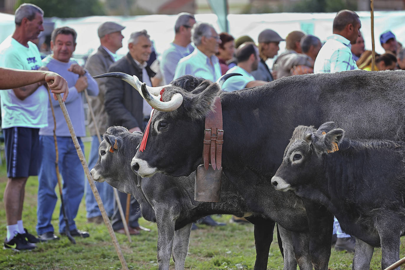 Fotos: Las tudancas se lucen en Cabezón de la Sal