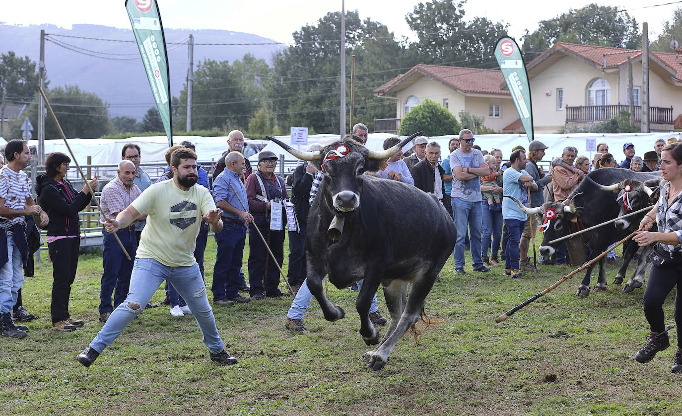 Fotos: Las tudancas se lucen en Cabezón de la Sal