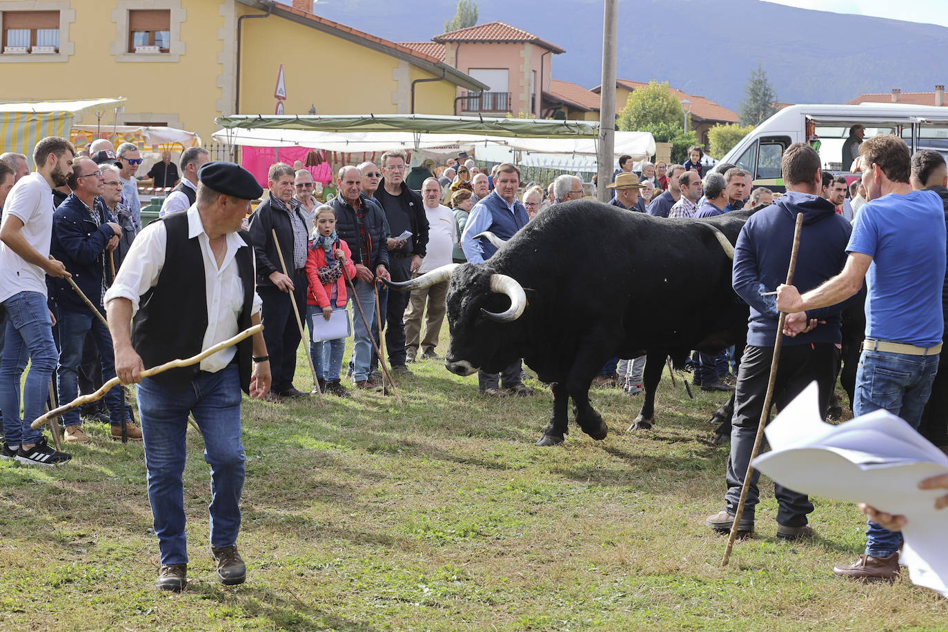 Fotos: Las tudancas se lucen en Cabezón de la Sal