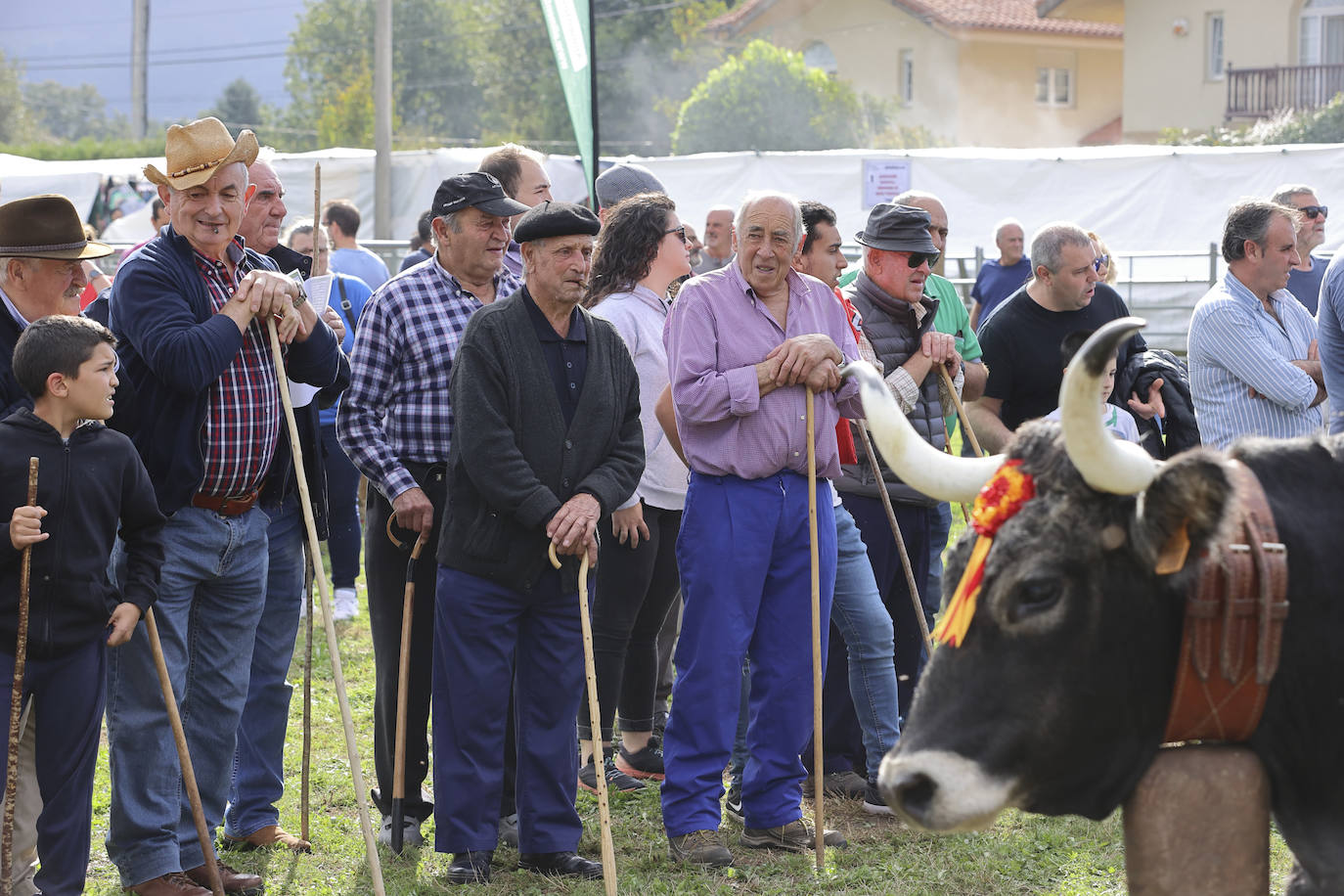 Fotos: Las tudancas se lucen en Cabezón de la Sal