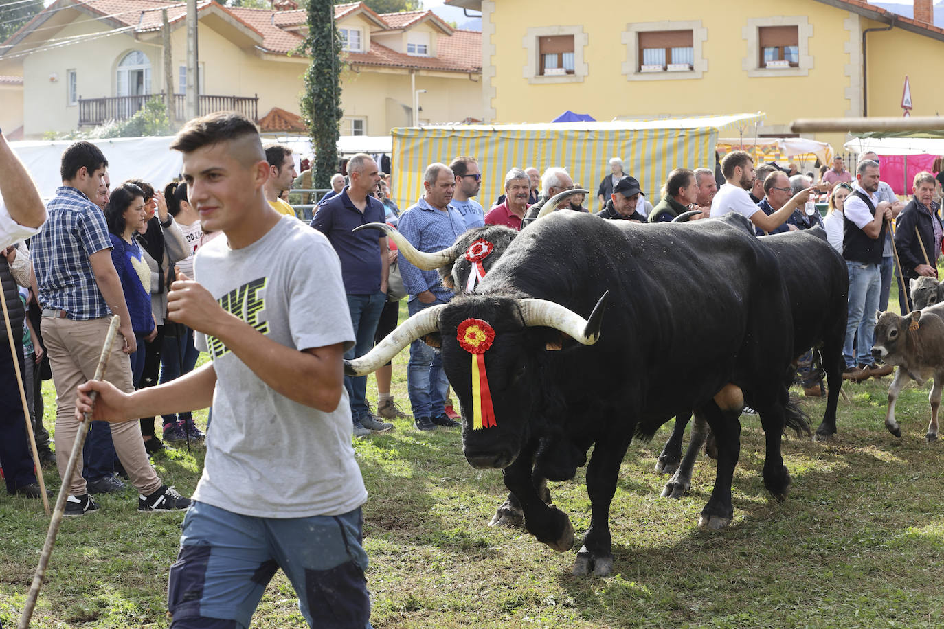 Fotos: Las tudancas se lucen en Cabezón de la Sal