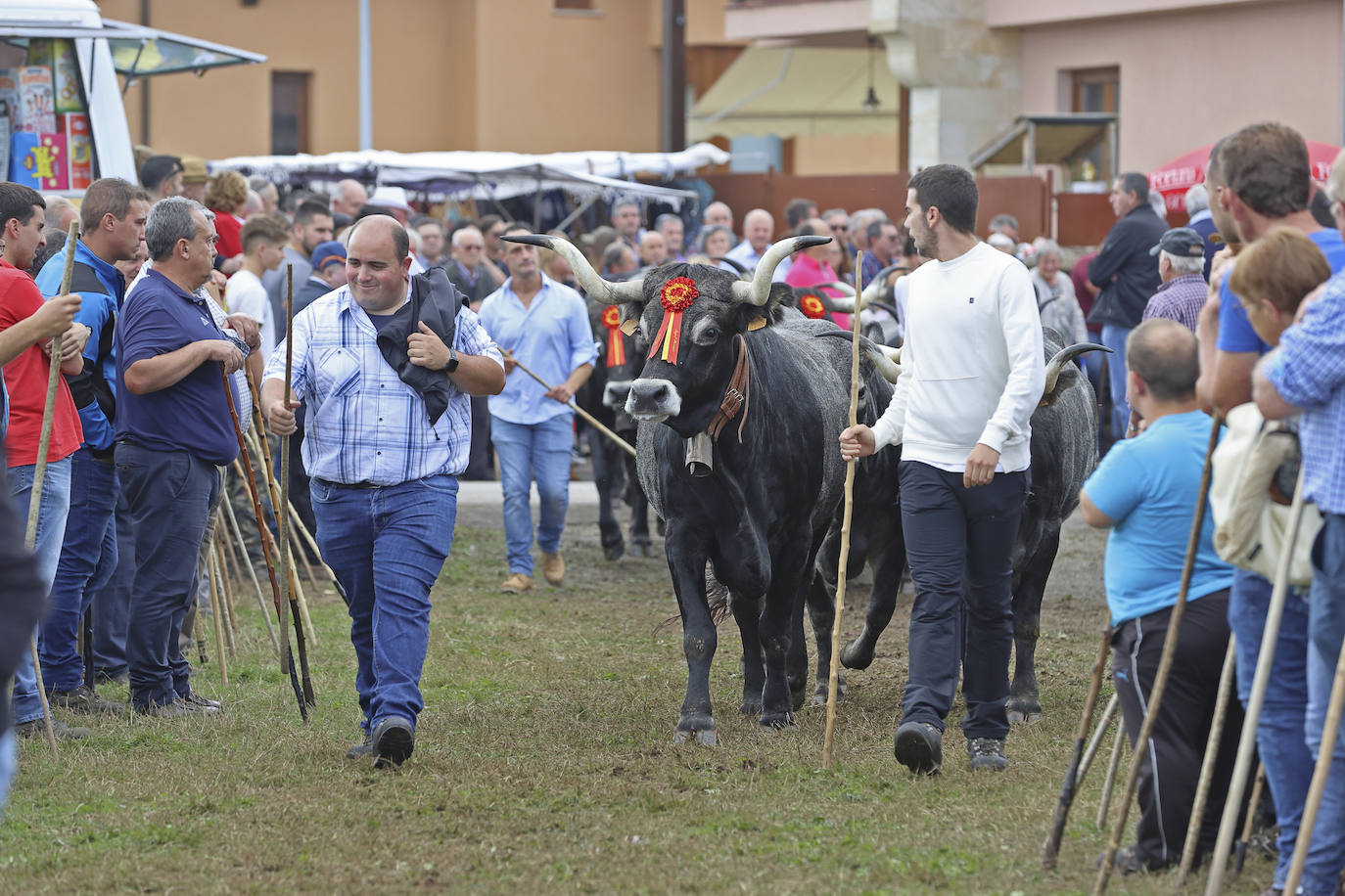 Fotos: Las tudancas se lucen en Cabezón de la Sal