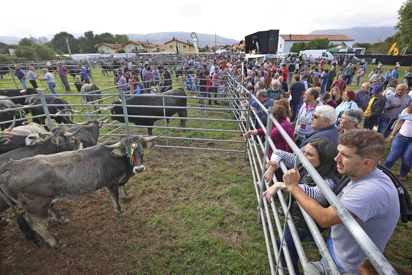 Fotos: Las tudancas se lucen en Cabezón de la Sal