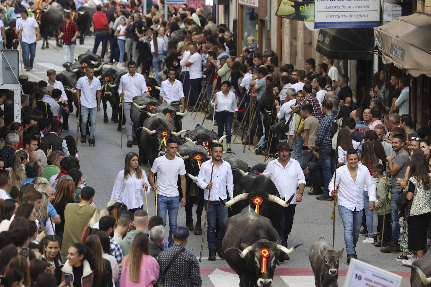 Fotos: Las tudancas se lucen en Cabezón de la Sal