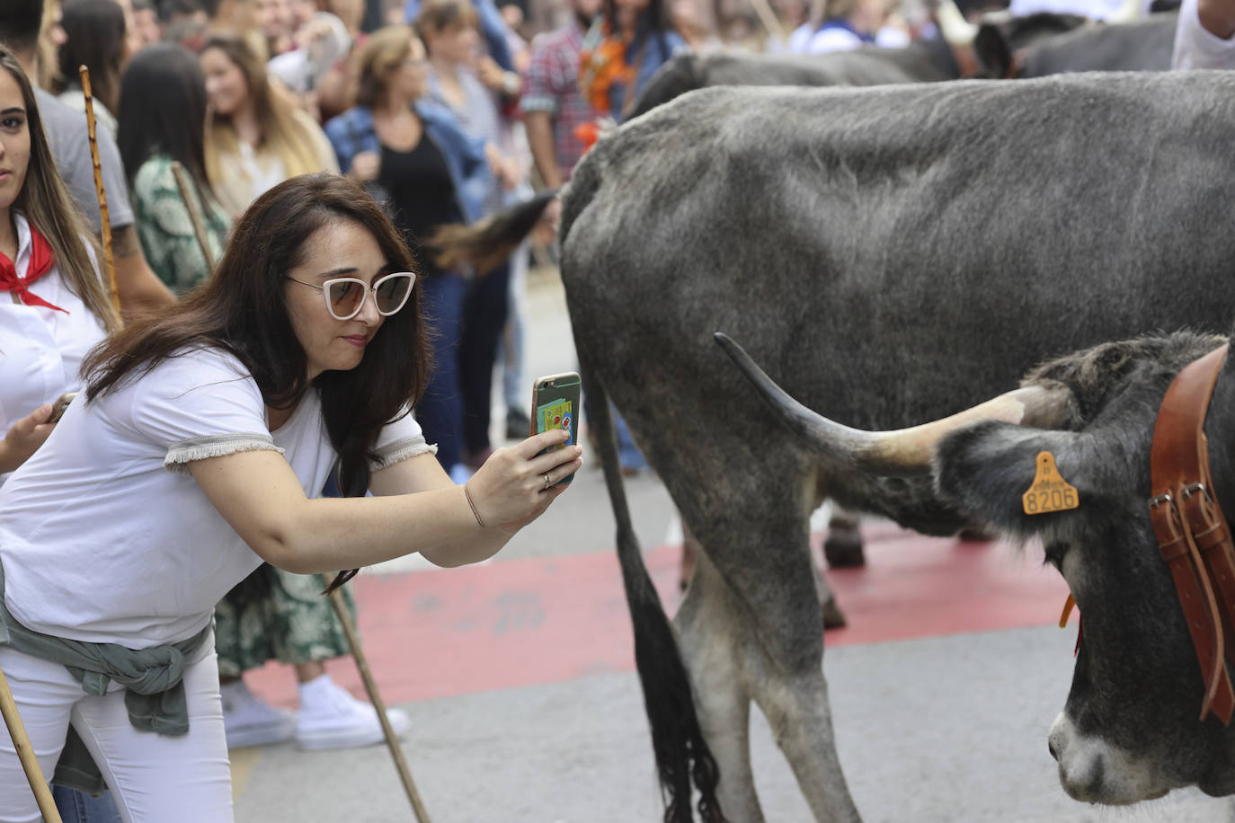 Fotos: Las tudancas se lucen en Cabezón de la Sal