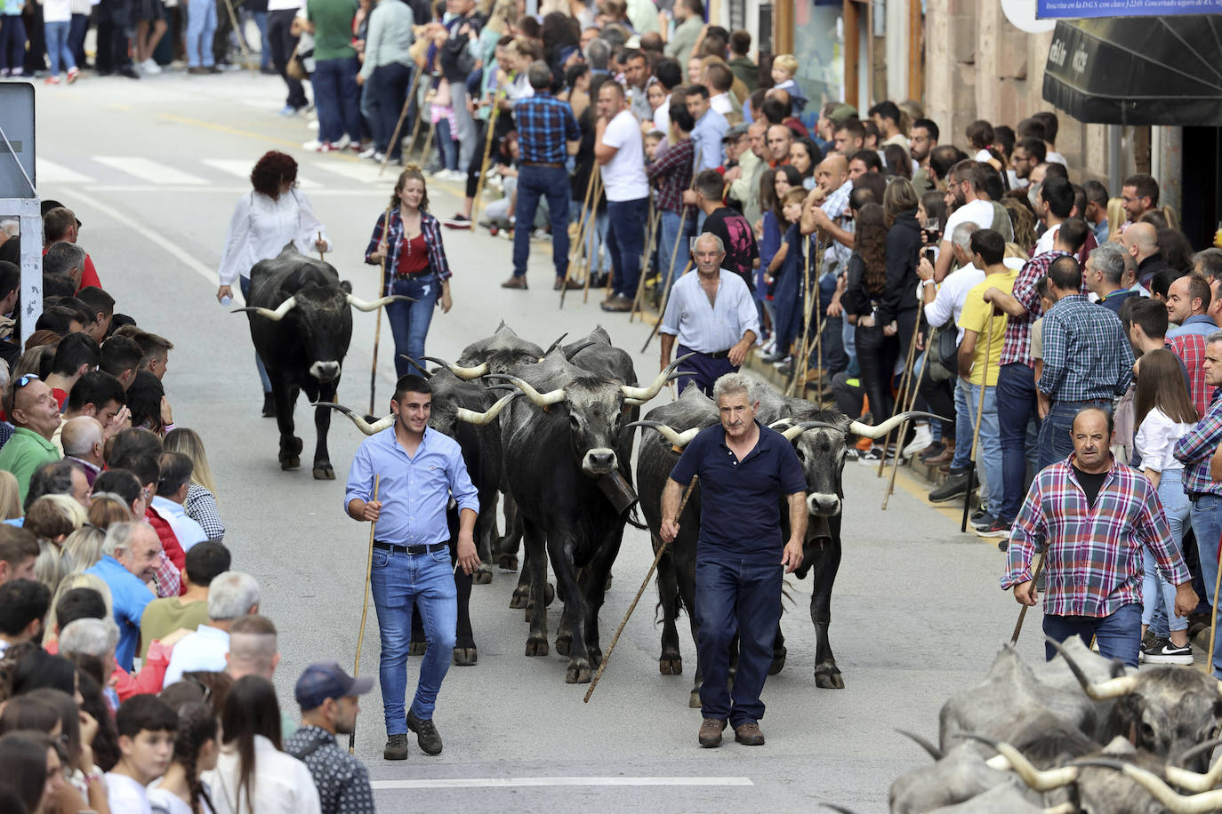 Fotos: Las tudancas se lucen en Cabezón de la Sal