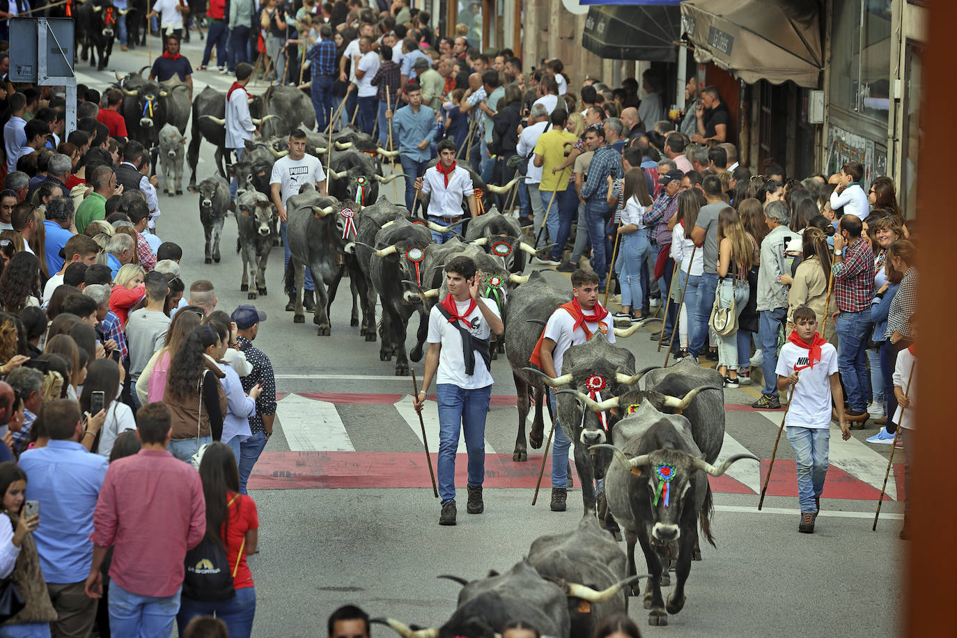 Fotos: Las tudancas se lucen en Cabezón de la Sal