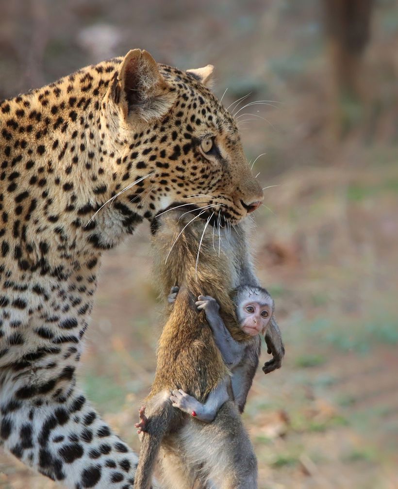 Un leopardo conocido como Olimba lleva el cadáver de un mono en el Parque Nacional South Luangwa en Zambia.