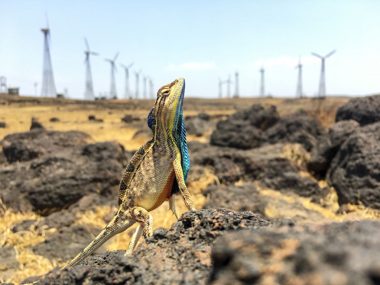 Un lagarto monta guardia en su territorio, en la meseta de Chalkewadi de Setara. 