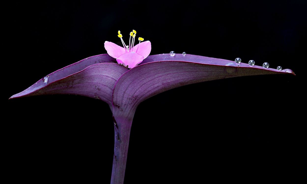 Flor púrpura. 