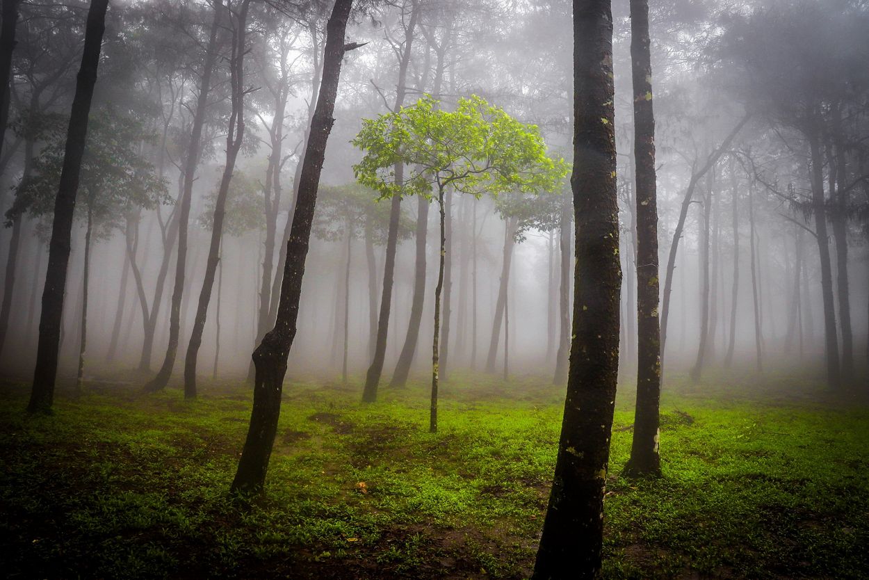 Un espeluznante bosque del Parque Nacional Ba Vi en Vietnam. 