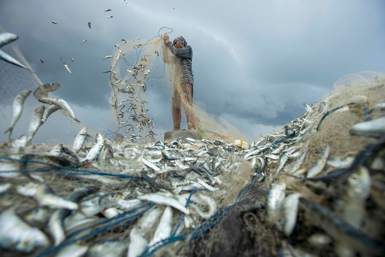 Actividades de clasificación de las capturas de los pescadores en el pueblo de Kedonganan, Bali.