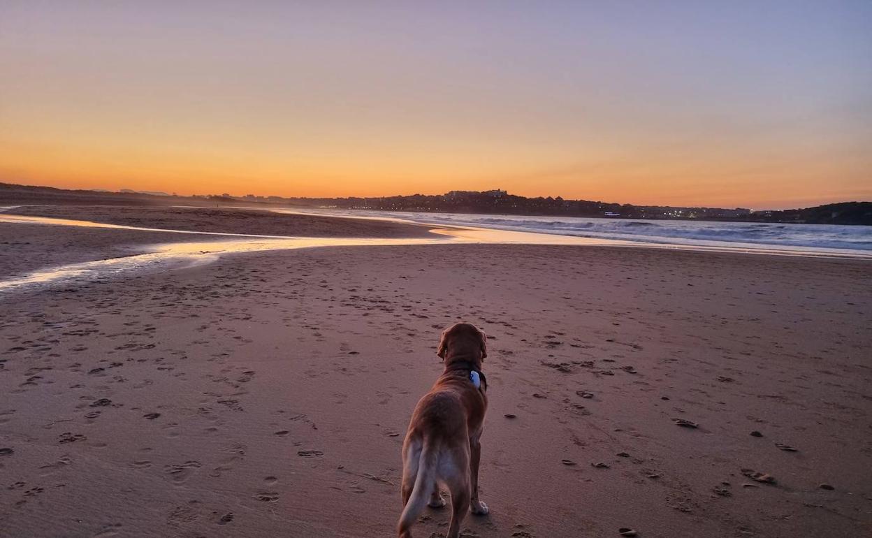 Un perro labrador, en la playa de Somd