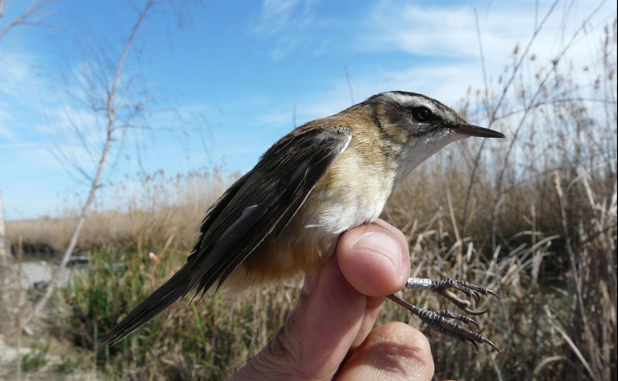 Limpias organiza un curso de iniciación a la observación y el estudio de las aves