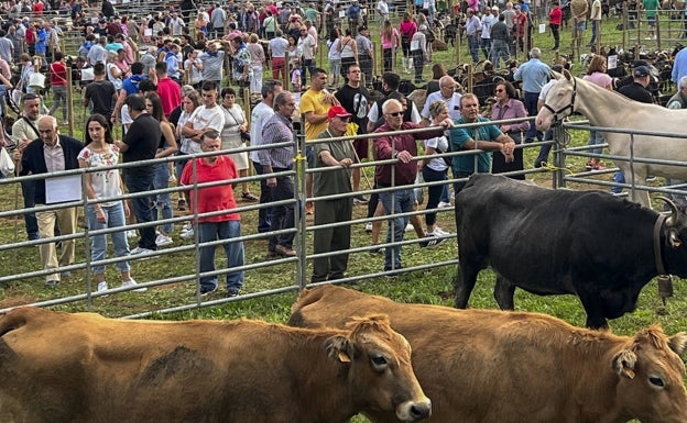 Alta participación de público y ganado por San Lucas en Hoznayo. 