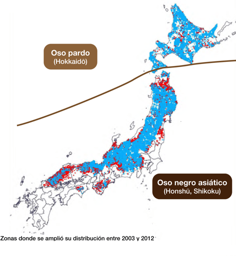 Imagen - Los avistamientos de osos aumentan en Japón.