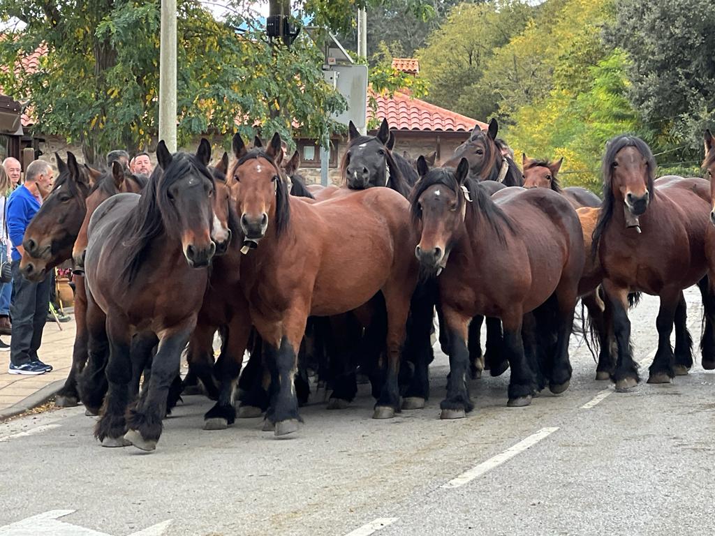 Fotos: Multitudinaria feria ganadera en Cabuérniga