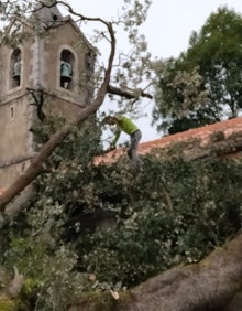 Imagen secundaria 2 - La suerte del centenario ejemplar parecía echada desde el primer día, cuando quedó a la vista su deterioro interior 