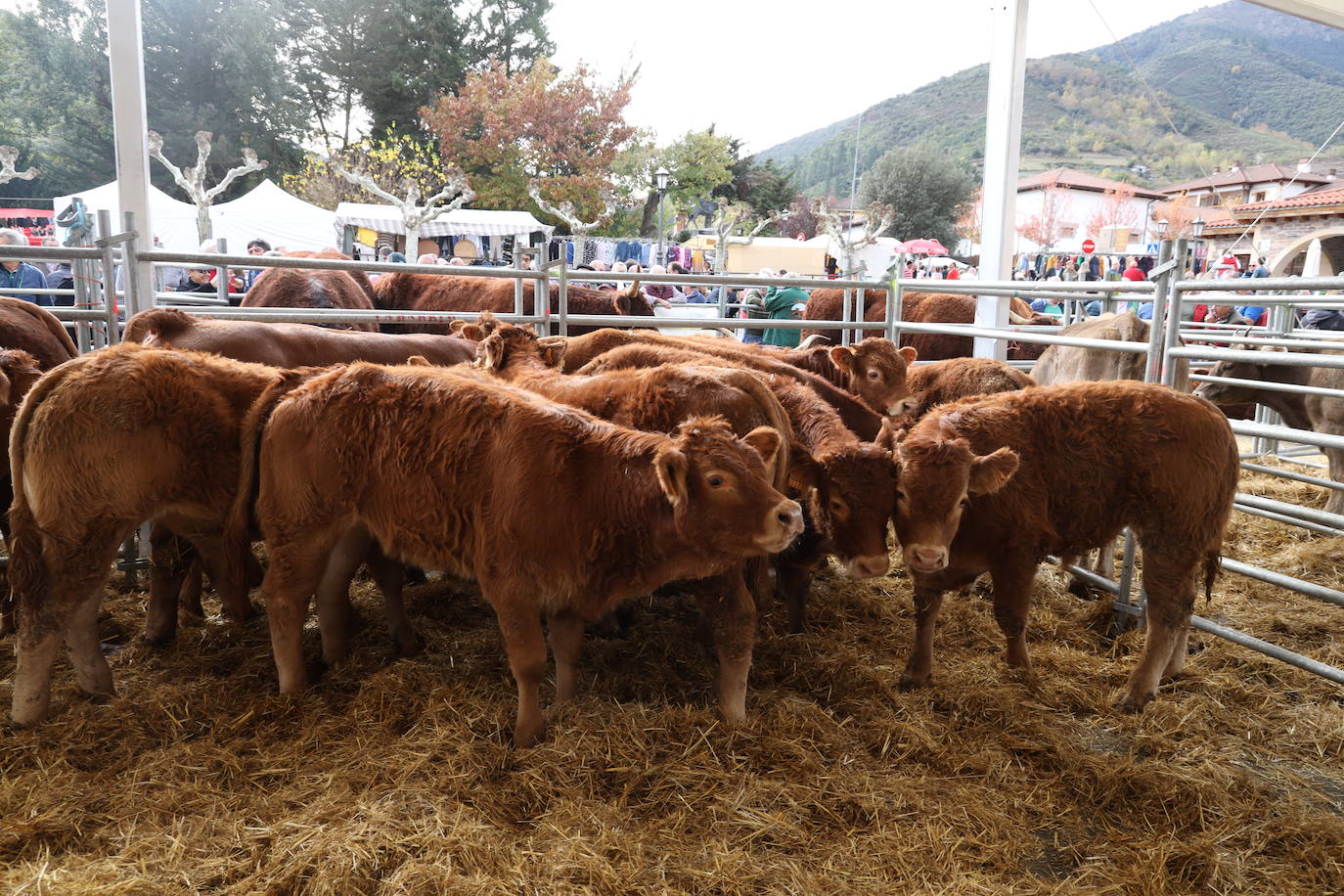 Fotos: La Feria de los Santos de Potes, en imágenes