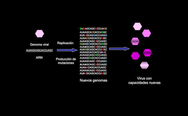 Figura mostrando las mutaciones que se producen durante la copia del material genético viral y cómo estas dan lugar a virus diferentes (Elaborada por la autora).