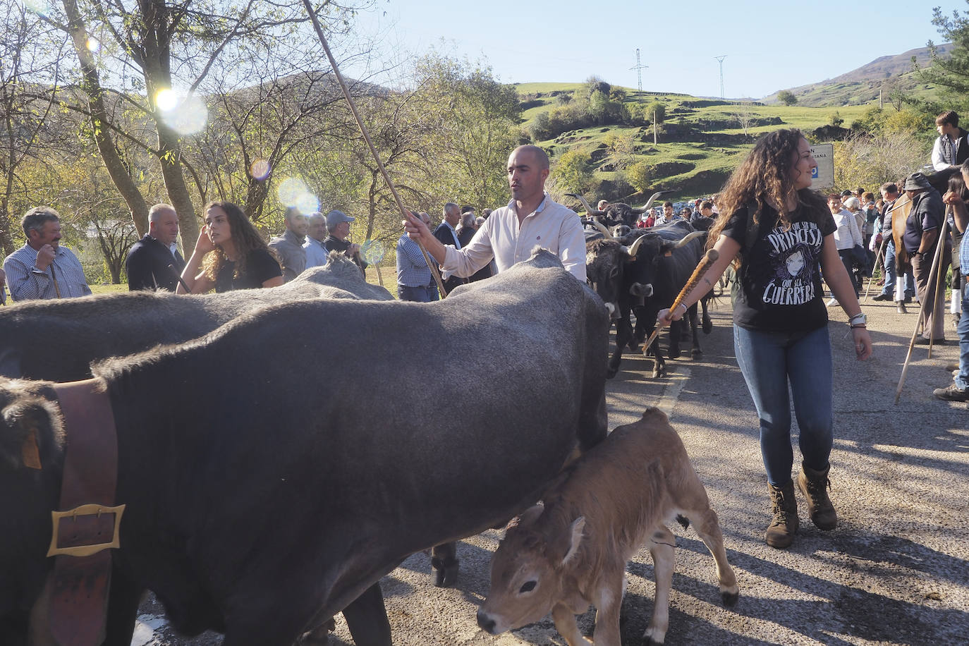 La feria ha celebrado este sábado su 42 edición con 1.116 vacas tudancas, 173 yeguas y 20 cabras. La jornada se completó con la tradicional 'pasá' por la calle principal de Quintanilla y otras actividades, como actuaciones musicales, romería y reparto de chocolate y corbatas entre los asistentes