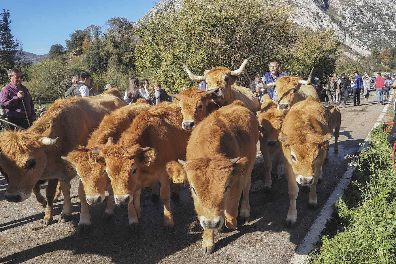 La feria ha celebrado este sábado su 42 edición con 1.116 vacas tudancas, 173 yeguas y 20 cabras. La jornada se completó con la tradicional 'pasá' por la calle principal de Quintanilla y otras actividades, como actuaciones musicales, romería y reparto de chocolate y corbatas entre los asistentes