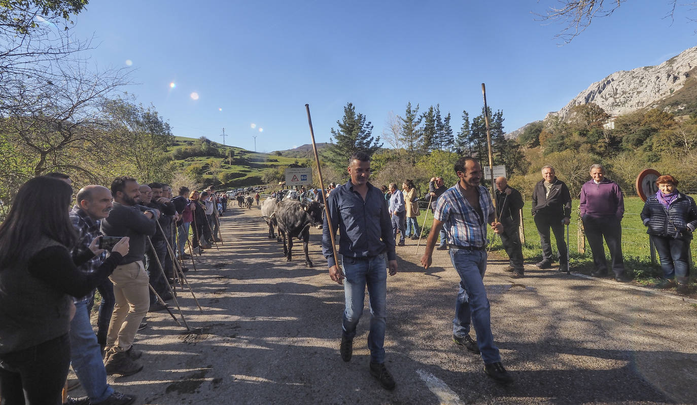 La feria ha celebrado este sábado su 42 edición con 1.116 vacas tudancas, 173 yeguas y 20 cabras. La jornada se completó con la tradicional 'pasá' por la calle principal de Quintanilla y otras actividades, como actuaciones musicales, romería y reparto de chocolate y corbatas entre los asistentes