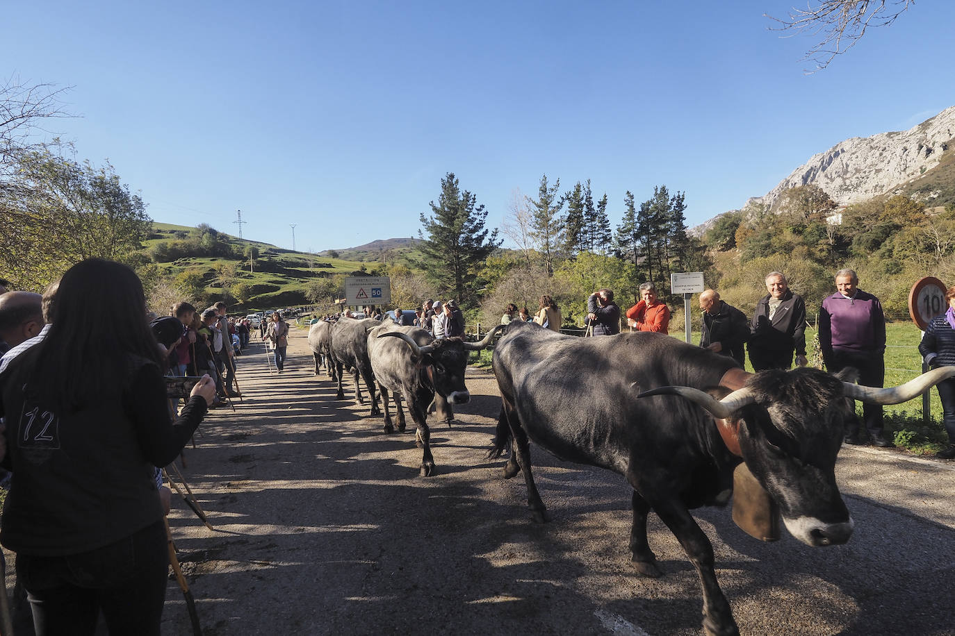 La feria ha celebrado este sábado su 42 edición con 1.116 vacas tudancas, 173 yeguas y 20 cabras. La jornada se completó con la tradicional 'pasá' por la calle principal de Quintanilla y otras actividades, como actuaciones musicales, romería y reparto de chocolate y corbatas entre los asistentes