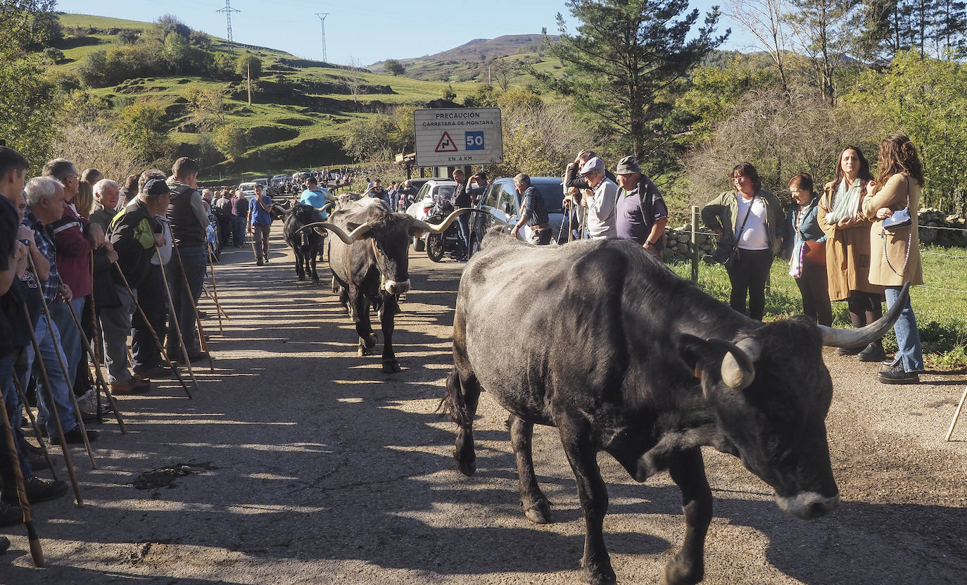 La feria ha celebrado este sábado su 42 edición con 1.116 vacas tudancas, 173 yeguas y 20 cabras. La jornada se completó con la tradicional 'pasá' por la calle principal de Quintanilla y otras actividades, como actuaciones musicales, romería y reparto de chocolate y corbatas entre los asistentes